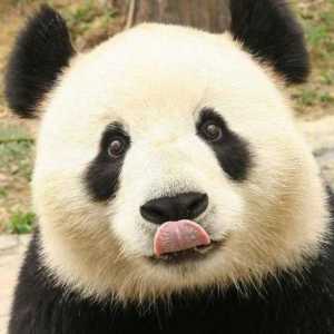 Je li panda medvjed ili rakun? Opis pande