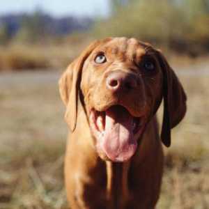Papiloma kod pasa: vrsta, liječenje