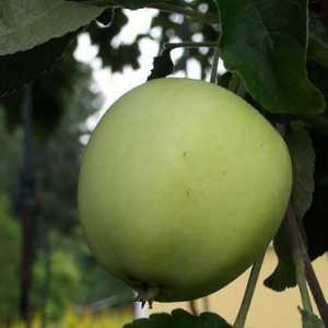 Papirovka - stablo jabuka, voljeni od svih