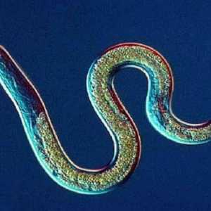 Parazitska nematoda kod ljudi: simptomi i liječenje