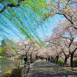 Ueno Park, Tokyo: kako doći do hotela, fotografije, opis