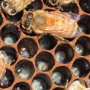 Pčelar je ... Pčelarstvo za početnike