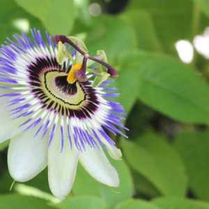Passion Flower Blue: Uzgoj i njegu