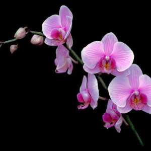 Cytokinin pasta za orhideje. Priprema i uporaba citokininske paste