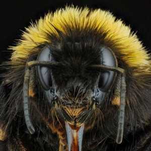 Bee Queen. Kraljica pčele: fotografija, pasmina, opis