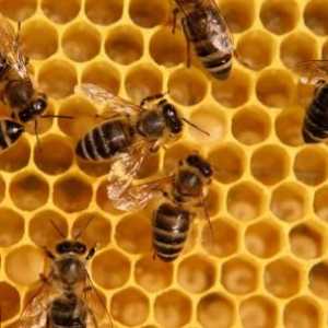 Beespine: ljekovita svojstva i kontraindikacije. Što se odnosi na pčelinji pelud: recenzije nakon…