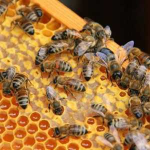 Pčelarstvo za početnike: gdje početi? Metode pčelarstva