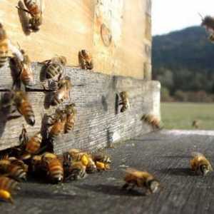 Pčelarstvo u Ukrajini: kako započeti razvoj poslovanja