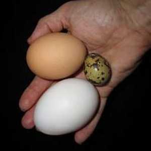 Kvasnja jaja: korisna svojstva za žene i muškarce