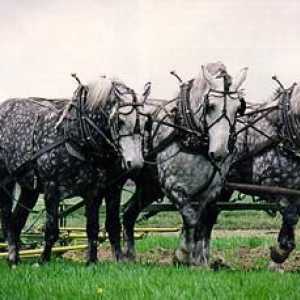 Percheron pasmina konja. Konjsko-teški nosač Perselerove pasmine (fotografija)