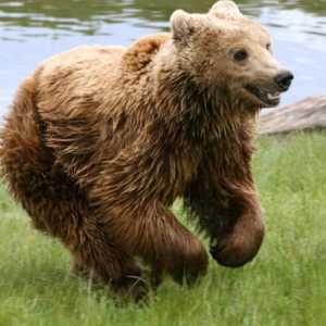 Špiljski medvjed - to je kao vođa snažnog neprijateljskog plemena