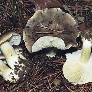 Sandpiper su gljive koje pripadaju kategoriji "jestivo"