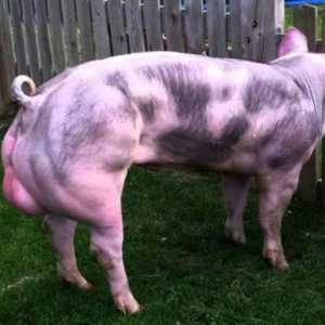 Pietren - pasmina svinja: karakteristike, opis, fotografija