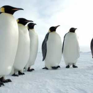 Jesu li pingvini ptice ili životinje? Pitanja i odgovori