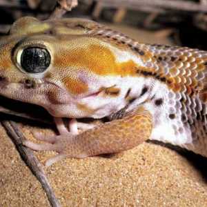 Squeaky gecko: zanimljive činjenice i fotografije