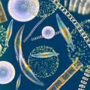 Plankton je nešto svjetlo koje slobodno lebdi u vodi?