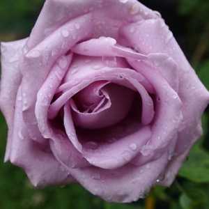 Indigoletovo penjanje ruže: sadnju i njegu