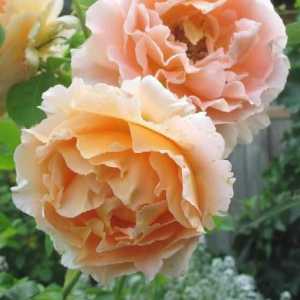 Smeđa ruža Polka: fotografija, opis, sadnja i njegu