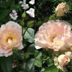 Scrofula Rose `Rococo`: opis sorte, fotografije, recenzije