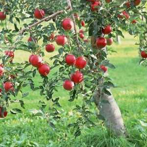 Appleovo voće - najčešći plod