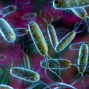 Zašto se bakterije ističu u posebnom svijetu divljih životinja?