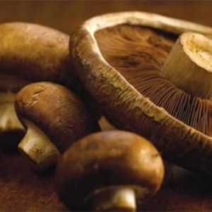 Zašto su gljive gorke - nekoliko odgovora