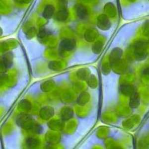 Zašto je stanica nazvana stanica: uzroci i druga aktualna pitanja citologije