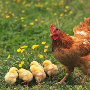 Zašto kokoši piju jaja? Pilići koji pecking jaja, što učiniti?