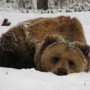 Zašto medvjed sisati šapu i spavati zimi?