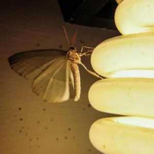 Zašto moljac leti na svjetlo? Što je razmišljanje prirode?