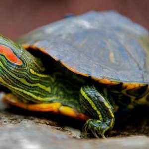 Zašto su crvene uši kornjače cvrkutale: uzroci i pravilnu njegu životinje