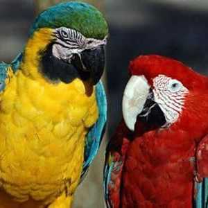 Zašto papige mogu razgovarati: Otkrivanje ptica tajni