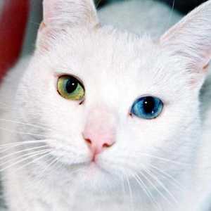 Zašto su mačke s različitim očima rođene?