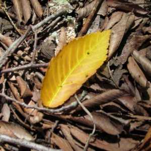 Zašto se ficus pada na lišće. Ficus postaje žut i pada