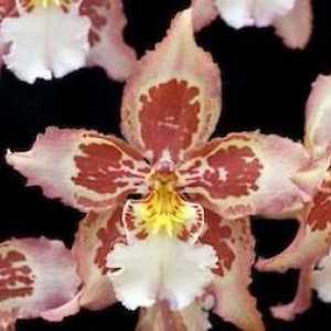 Zašto orhideje padaju u pupoljci? Orkide suhe pupoljci, što da radim?