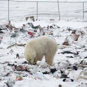Zašto se broj polarnih medvjeda na Arktiku smanjuje?