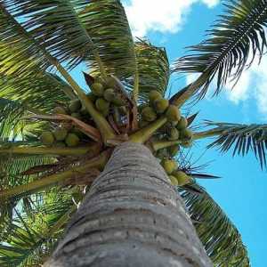 Je li palmin šećer koristan, a koja su njegova posebna svojstva?