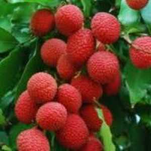 Korisna svojstva litchi - egzotičnog voća iz tropskih biljaka