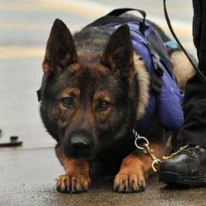 Policija pasa: pasmine, obuku, vrtić službeni psi Ministarstva unutarnjih poslova
