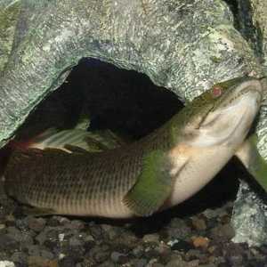Polipterus senegalski (Polypterus senegalus). Polipterus riba - sadržaj i reprodukcija