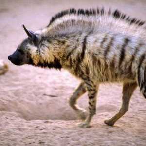 Krznene hijene. Zanimljive činjenice o prugastoj hijeni