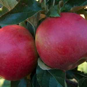Poljske jabuke: sorte, fotografije i opis