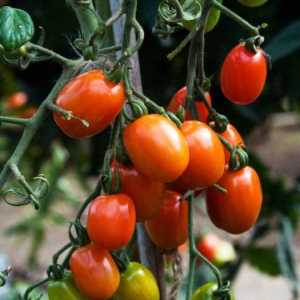 Rajčica Rio Grande: opis i uzgoj sorte