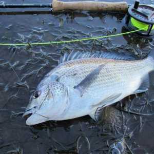 Plutajući zimski štap za ribolov: značajke, vrste, karakteristike i recenzije