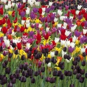 Pokušajmo odrediti kada saditi tulipane u Sibir.