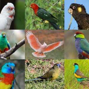 Papige Australije: Pregled