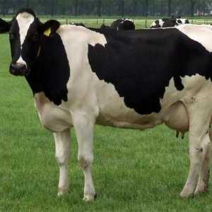 Pasmina krava Kholmogory: opis, karakteristike, značajke sadržaja i uzgoj