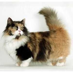 Mačka pasmina s kratkim šapama: podrijetlo, značajke, njegu