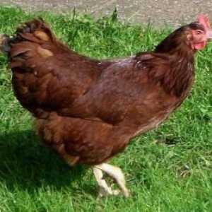 Rhodonitski pas - piletina s visokom proizvodnjom jaja