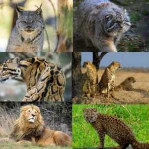 Pasmine divljih mačaka: pregled, značajke, vrste i zanimljive činjenice